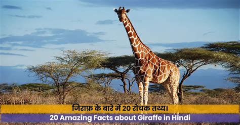 what do we call giraffe in hindi|giraffe name in hindi.